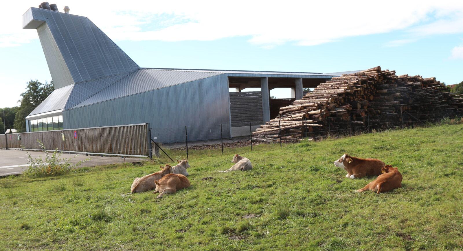 Drei Betriebszweige — eine Idee voller Energie 6 B7 A1 24 Powerloop Lignieres Holz IMG 1994 1600x866 1