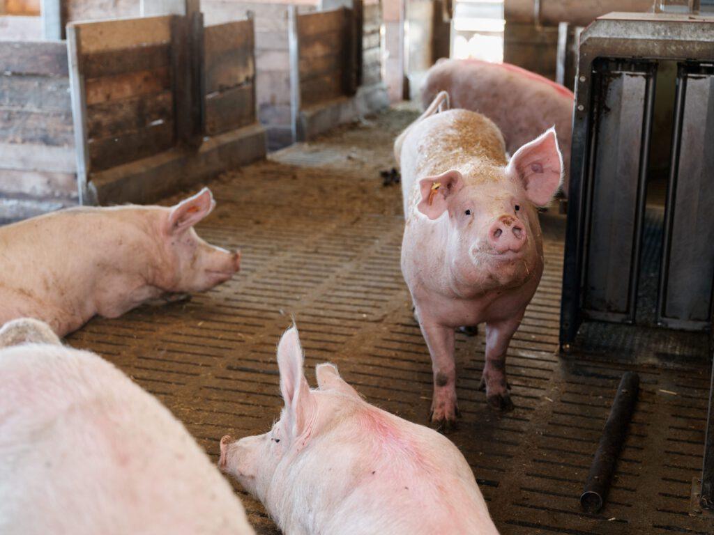 Biogaz à partir de fumier : ferme Bigler - électricité et chaleur pour Moosseedorf 21 B6 06 23 Ph5 FR BAUERLOOP BHKW MoosS 018 2 scaled 1 1024x768 1